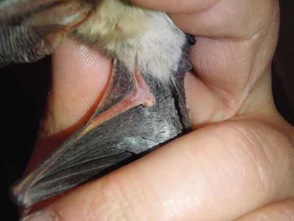 Langohrfledermaus mit verwachsenem Gelenk