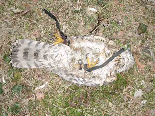 toter Habicht mit Gesch�h