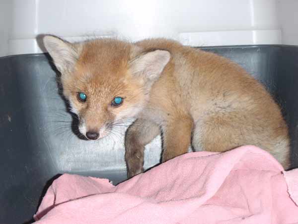 Jungfuchs nach seiner Rettung