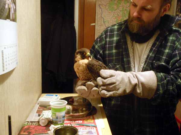 Wanderfalke bei der Erstversorgung