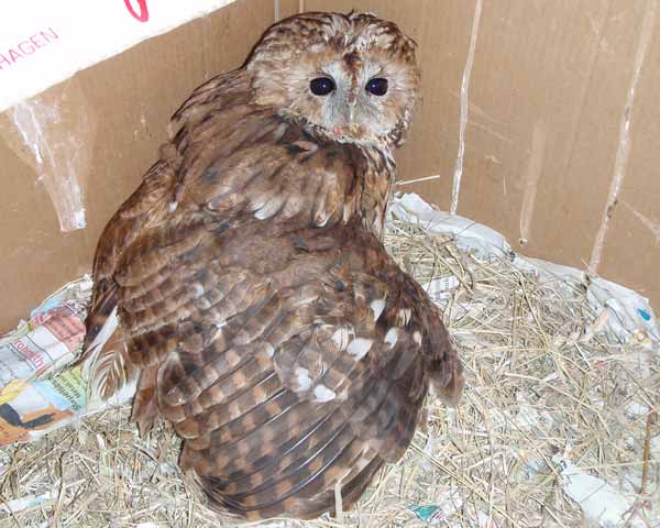 Waldkauz nach Autoanprall