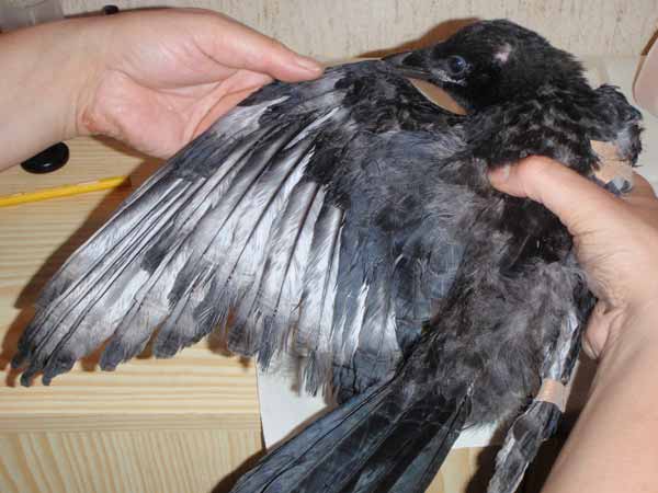 Unterversorgtes Aaskr�hen-Kind