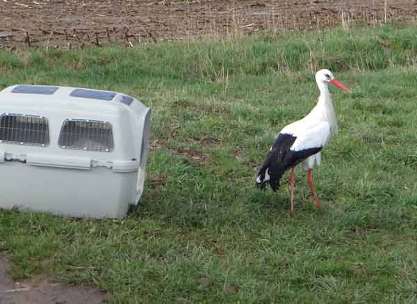 Storch bei Freilassung