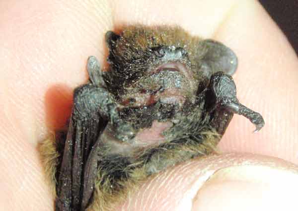 Fledermaus durch schlechte Pflege verklebt