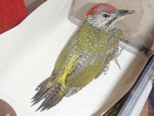 junger Gr�nspecht