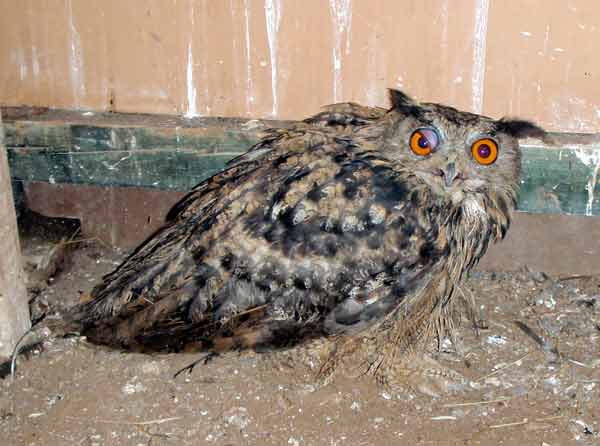 Uhu nach Dauerkontakt mit Elektrozaun
