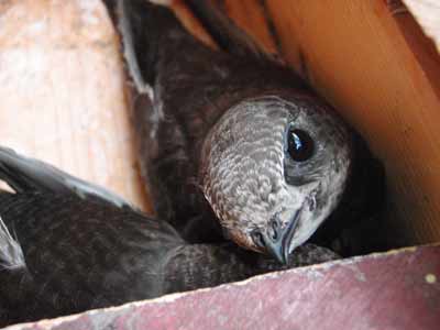 Mauersegler, Jungvogel