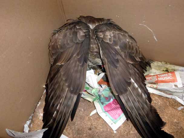 M�usebussard, kurz nach Anprall