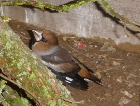 Kernbei�er in Voliere. Dirk Diehl