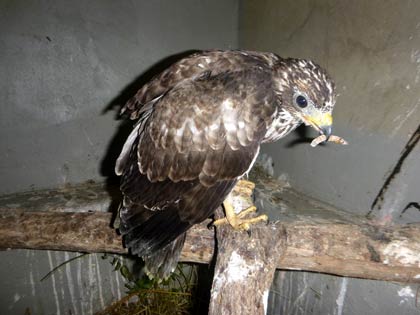 Junger Wespenbussard. Dirk Diehl