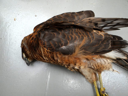 ungew�hnlich roter Sperber.  Bild: Dirk Diehl