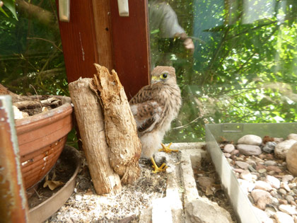 Junger Turmfalke. Dirk Diehl