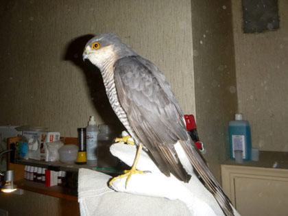 Sperber nach Anprall. D. Diehl