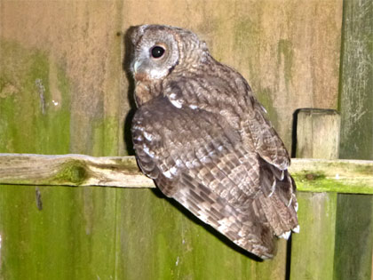 Junger Waldkauz. Bild: Dirk Diehl