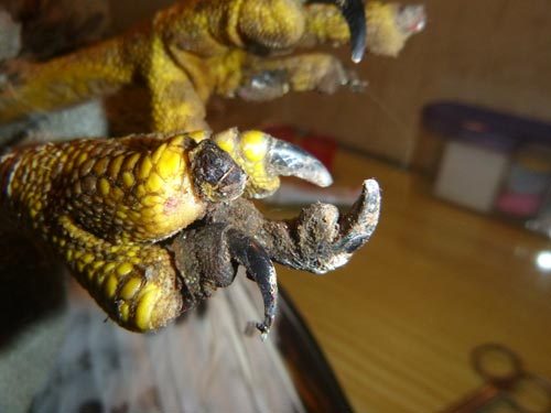 Zehenverlust beim M�usebussard. D. Diehl