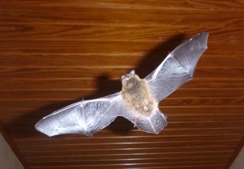 Flughauteinrisse bei Zwergfledermaus. D. Diehl