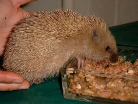 Ein ungew�hnlich heller Igel