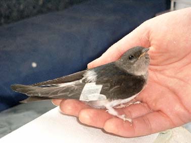 Mehlschwalbe mit Verband am gebrochenen Fl�gel