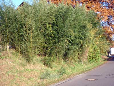 problematischer Bambusbestand auf der B�schung
