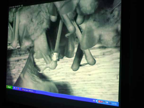 Kamerabild mit beringtem Mausohr-Weibchen