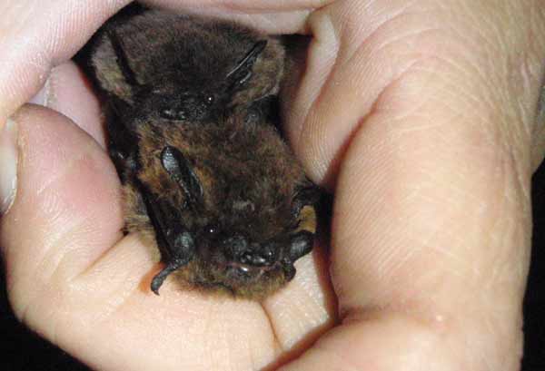 Zwei Exemplare der Zwergfledermaus