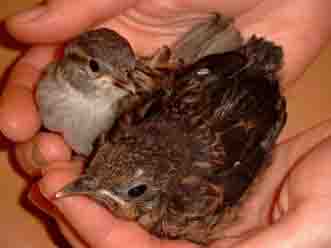 Befiederte Jungv�gel