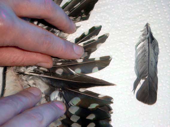 Federanomalie bei Buntspecht. Bild P. Ehrhardt