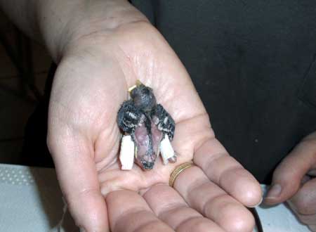 Sperling mit Beinbr�chen. Bild P. Ehrhardt