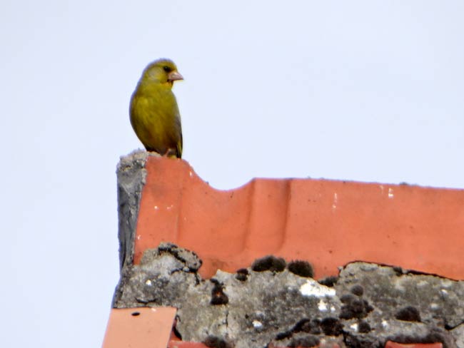 Gr�nfink. Bild Dirk Diehl