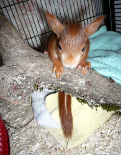 Eichh�rnchenjunges. Wildtierhilfe Odenwald