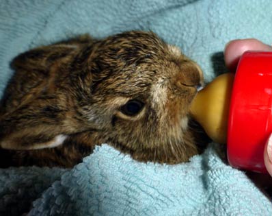Feldhasenbaby. Wildtierhilfe Odenwald