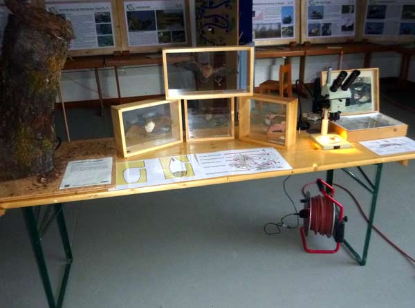 Fledermaus-Ausstellungsteil. D. Diehl